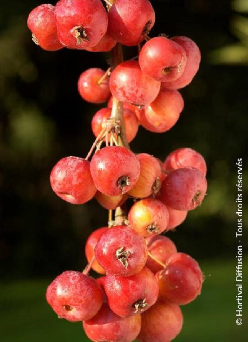 MALUS perpetu EVERESTE