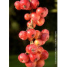 MALUS perpetu EVERESTE® (Pommier d'ornement)