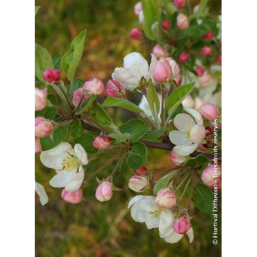 MALUS perpetu EVERESTE® (Pommier d'ornement)