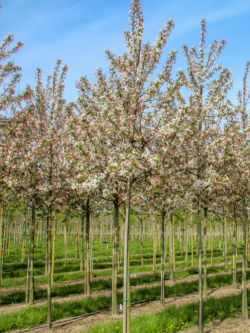 MALUS perpetu EVERESTE