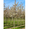 MALUS perpetu EVERESTE® (Pommier d'ornement)