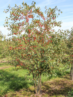 MALUS perpetu EVERESTE