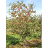 MALUS perpetu EVERESTE® (Pommier d'ornement)