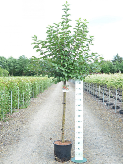 MALUS perpetu EVERESTE En pot de 15-20 litres tige hauteur du tronc 110-130 cm