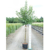 MALUS perpetu EVERESTE® (Pommier d'ornement) En pot de 15-20 litres forme tige hauteur du tronc 110-1130 cm