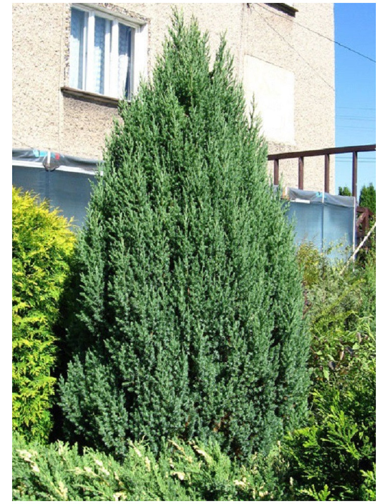 JUNIPERUS chinensis STRICTA (Genévrier de Chine Stricta)