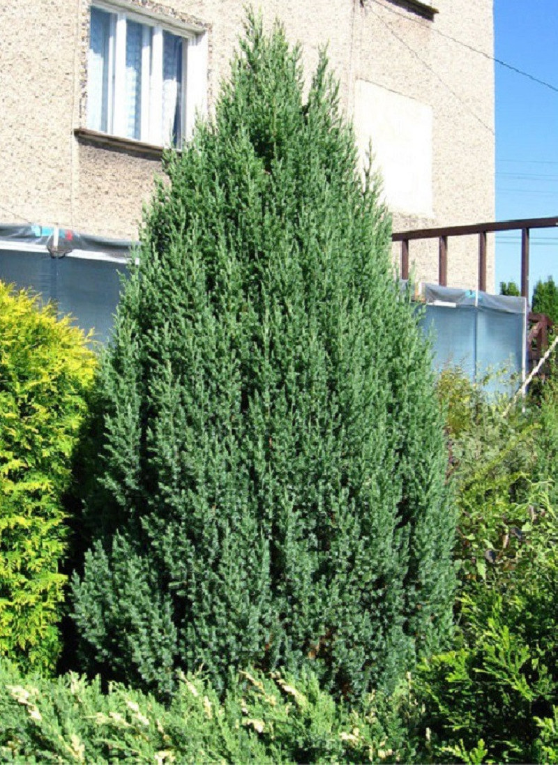 JUNIPERUS chinensis STRICTA