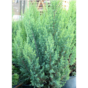 JUNIPERUS chinensis STRICTA (Genévrier de Chine Stricta)