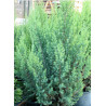 JUNIPERUS chinensis STRICTA (Genévrier de Chine Stricta)