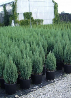 JUNIPERUS chinensis STRICTA
