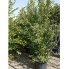 MALUS perpetu EVERESTE® (Pommier d'ornement) En pot de 35-50 litres forme buisson