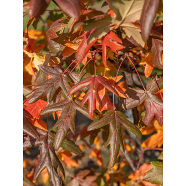 MALUS trilobata (Pommier tribolé ou à feuilles d'érable)