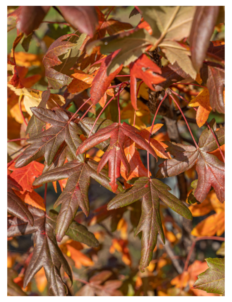 MALUS trilobata (Pommier tribolé ou à feuilles d'érable)