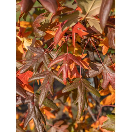 MALUS trilobata (Pommier tribolé ou à feuilles d'érable)