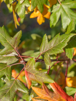 MALUS trilobata