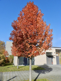 MALUS trilobata