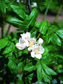MALUS trilobata