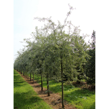 PYRUS salicifolia PENDULA (Poirier pleureur à feuilles de saule)