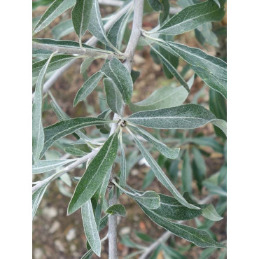 PYRUS salicifolia PENDULA (Poirier pleureur à feuilles de saule)