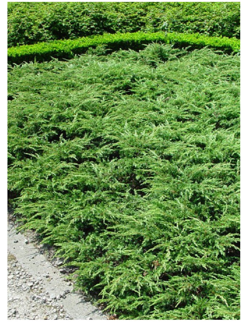 JUNIPERUS communis REPANDA (Genévrier commun Repanda)