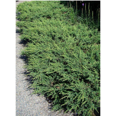 JUNIPERUS communis REPANDA (Genévrier commun Repanda)