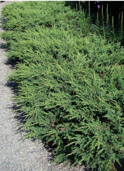 JUNIPERUS communis REPANDA