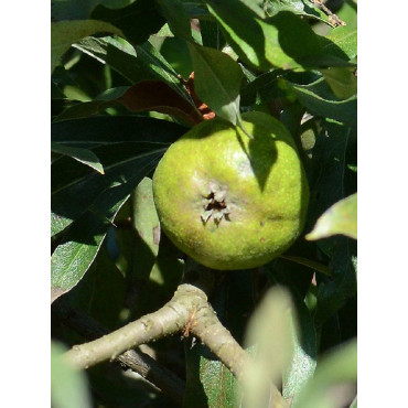 PYRUS salicifolia PENDULA (Poirier pleureur à feuilles de saule)