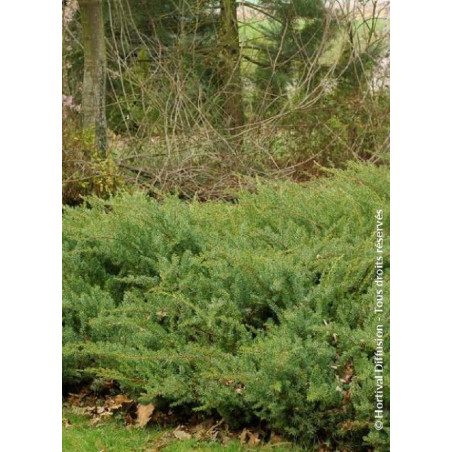 JUNIPERUS conferta SLAGER (Genévrier des sables Slager)