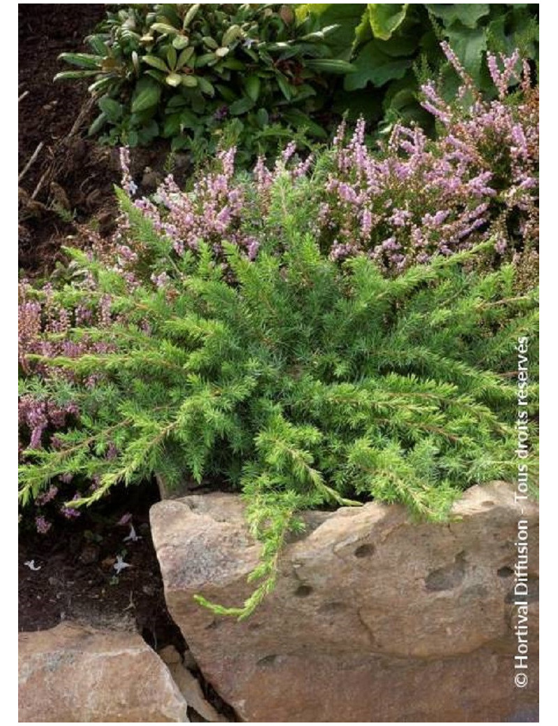 JUNIPERUS conferta SLAGER (Genévrier des sables Slager)