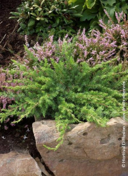 JUNIPERUS conferta SLAGER