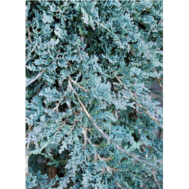 JUNIPERUS horizontalis ICEE BLUE® (Genévrier rampant Icee blue)