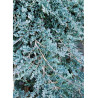 JUNIPERUS horizontalis ICEE BLUE® (Genévrier rampant Icee blue)