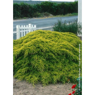 JUNIPERUS media OLD GOLD (Genévrier hybride Old Gold)