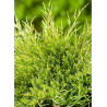 JUNIPERUS media OLD GOLD (Genévrier hybride Old Gold)