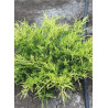 JUNIPERUS media OLD GOLD (Genévrier hybride Old Gold)