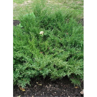 JUNIPERUS media Pfitzeriana COMPACTA (Genévrier compact de Pfitzer)