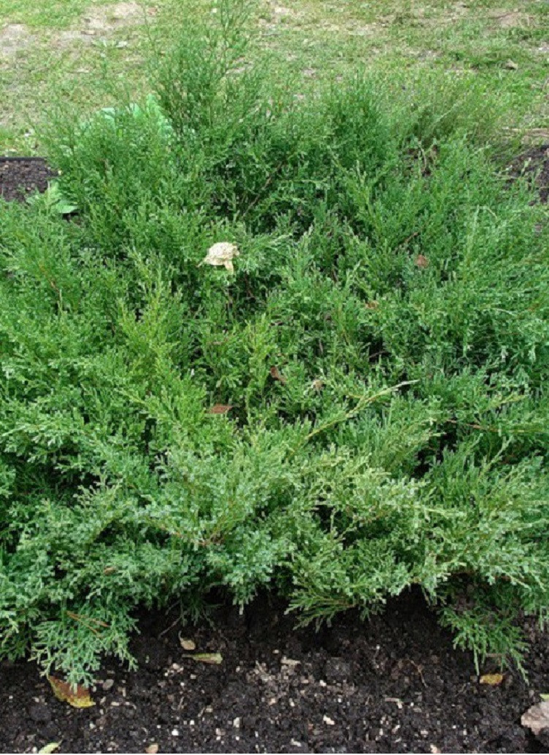 JUNIPERUS media Pfitzeriana COMPACTA