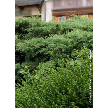 JUNIPERUS media Pfitzeriana COMPACTA (Genévrier compact de Pfitzer)