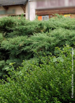 JUNIPERUS media Pfitzeriana COMPACTA