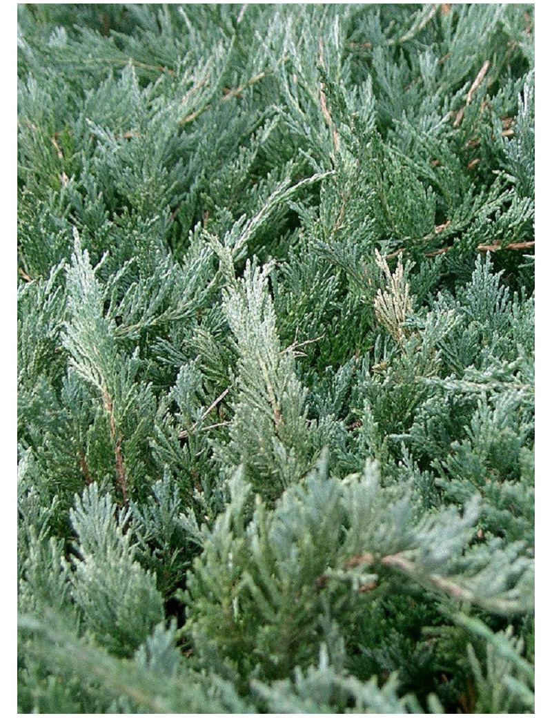 JUNIPERUS media Pfitzeriana GLAUCA (Genévrier bleu de Pfitzer)