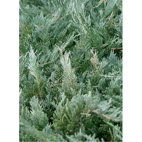 JUNIPERUS media Pfitzeriana GLAUCA (Genévrier bleu de Pfitzer)