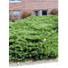 JUNIPERUS media WILHELM PFITZERIANA