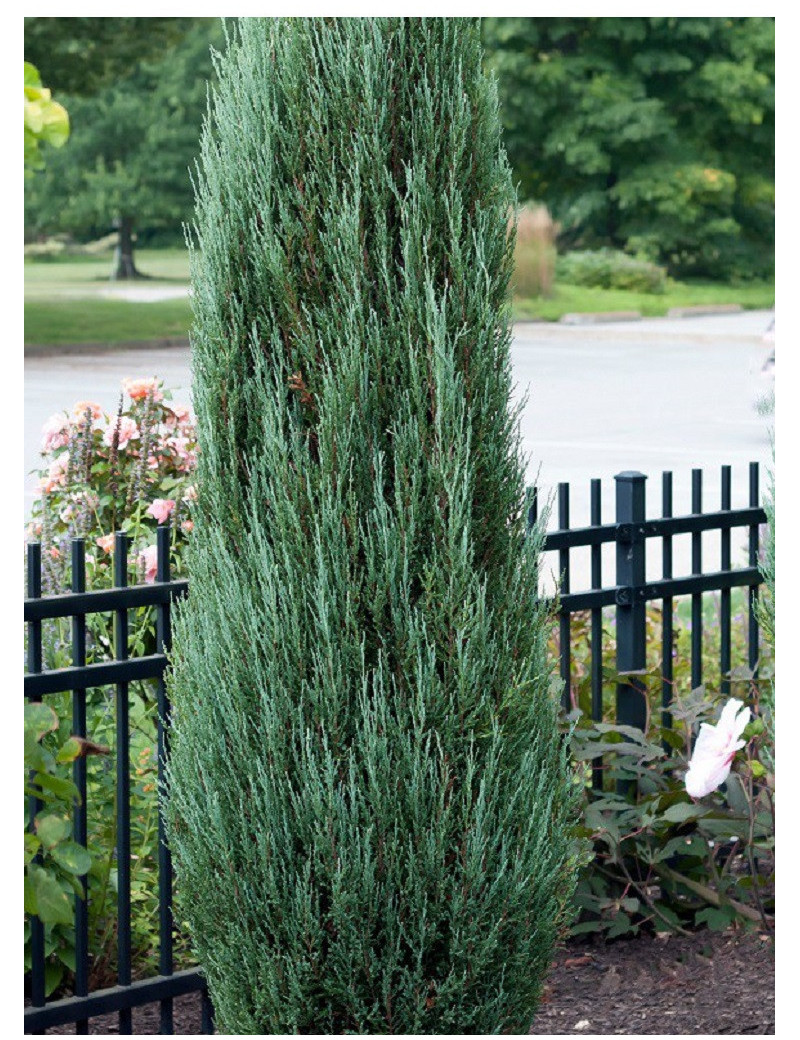 JUNIPERUS virginiana BLUE ARROW (Genévrier de Virginie Blue Arrow)