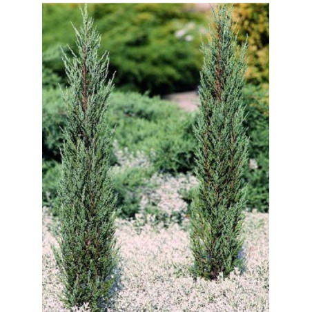 JUNIPERUS virginiana BLUE ARROW (Genévrier de Virginie Blue Arrow)