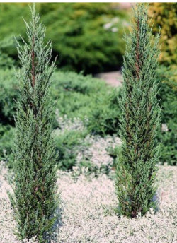 JUNIPERUS BLUE ARROW