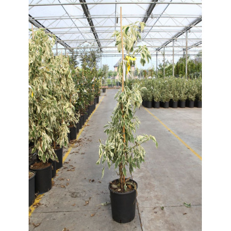CORNUS controversa VARIEGATA (Cornouiller des pagodes panaché)