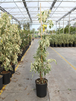 CORNUS controversa VARIEGATA En pot de 10-12 litres buisson hauteur 080-100 cm