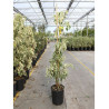 CORNUS controversa VARIEGATA En pot de 10-12 litres forme touffe hauteur 080-100 cm