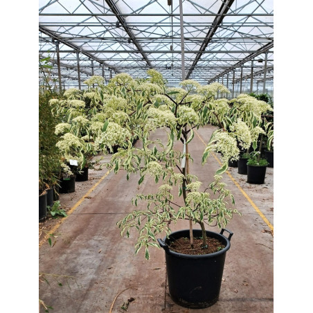 CORNUS controversa VARIEGATA (Cornouiller des pagodes panaché)