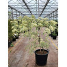 CORNUS controversa VARIEGATA En pot de 25-30 litres forme buisson hauteur 125-150 cm